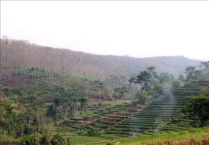 Wisata Terasiring di Dusun Precet: Memandang Alam dari Balik Teras Sawah